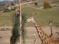 Giraffe Family-5